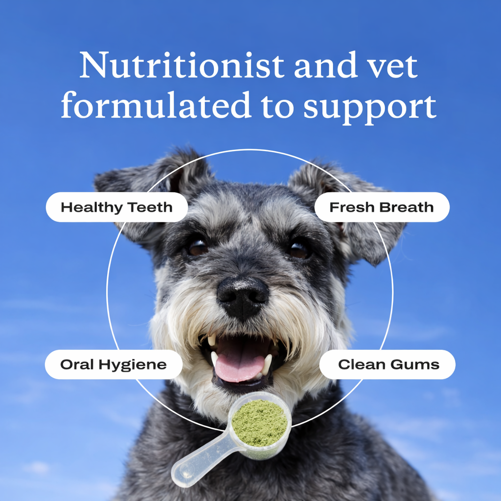 Premium Dog Dental Powder